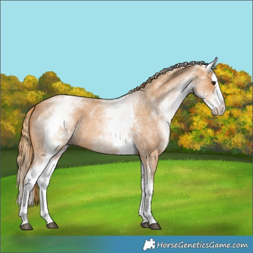 Horse Color:White Spotted Red Roan Splash 
