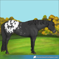 Horse Color:Black Appaloosa 