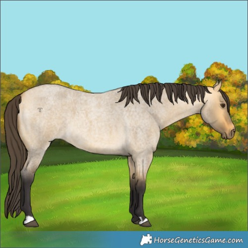 Horse Color:Buckskin Roan Dun