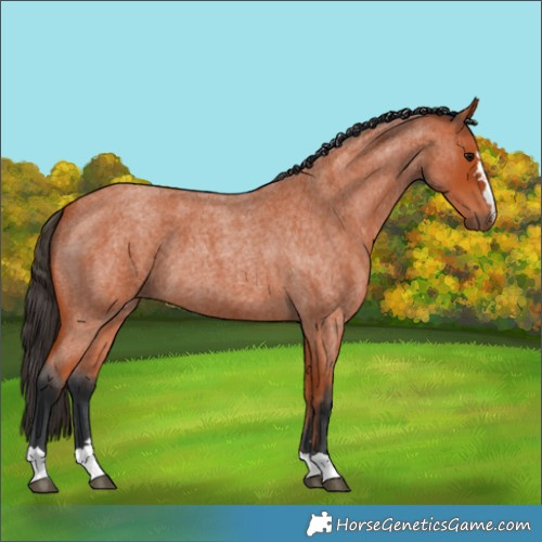 Horse Color:Bay Roan 