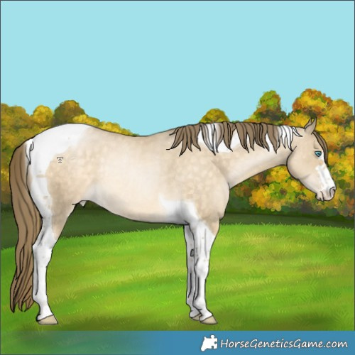 Horse Color:Buckskin Pearl Dun Tobiano Appaloosa Rabicano 