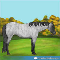 Horse Color:Blue Roan Varnish 
