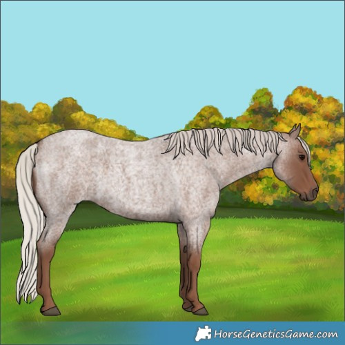 Horse Color:Silver Blue Roan