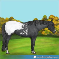 Horse Color:Black Snowcap