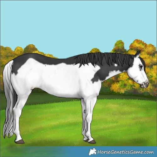 Horse Color:Black Splash Frame 