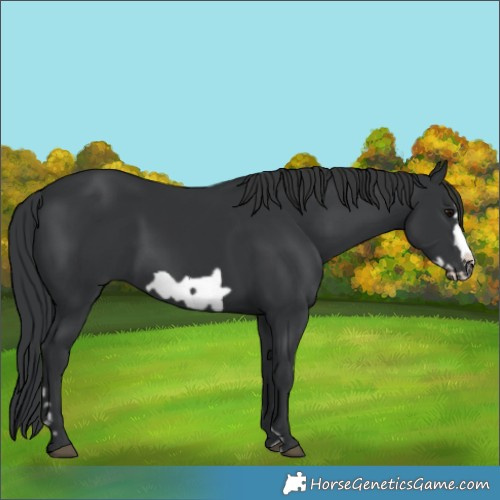 Horse Color:Black Frame