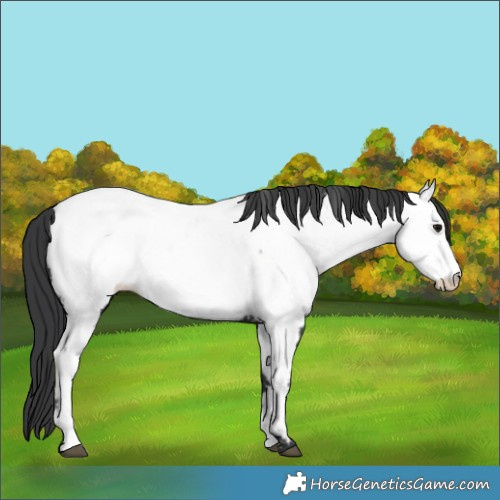 Horse Color:Black Appaloosa 