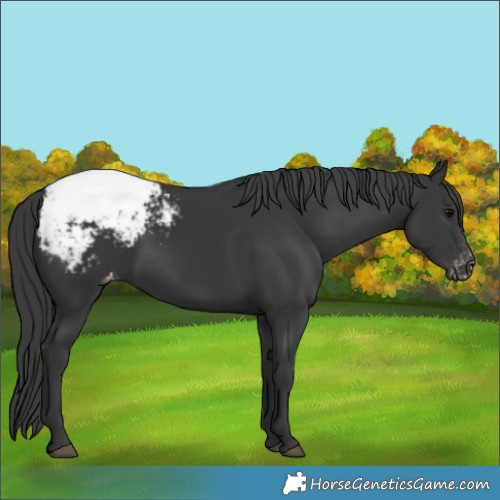 Horse Color:Black Appaloosa 