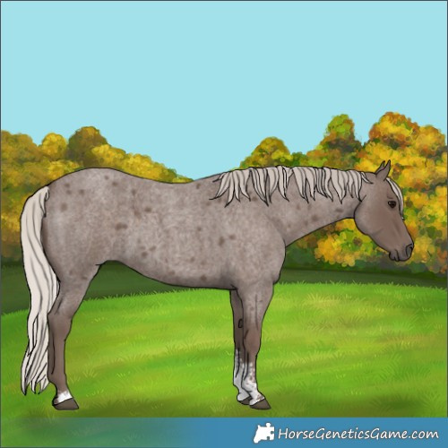 Horse Color:Silver Blue Roan Sabino 