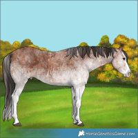 Horse Color:White Spotted Bay Splash and Gray White Spotted Bay Splash