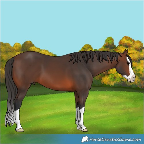 Horse Color:Brown Splash 