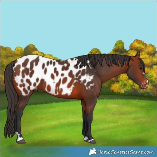 Horse Color:Bay Appaloosa