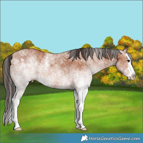 Horse Color:White Spotted Bay Splash 
