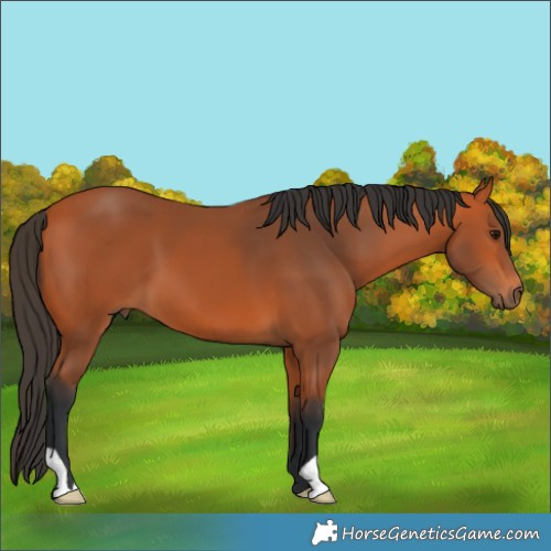 Horse Color:Bay 