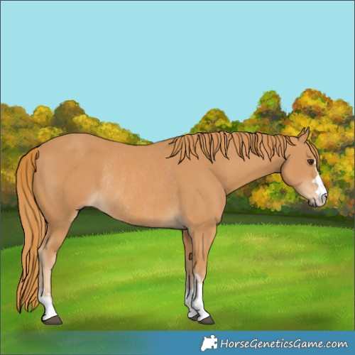 Horse Color:Chestnut Rabicano 