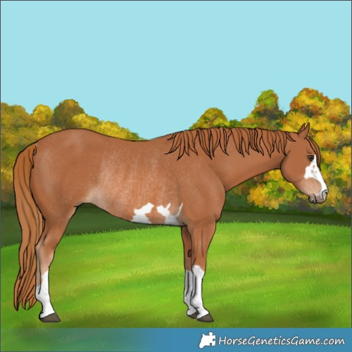 Horse Color:Chestnut Rabicano