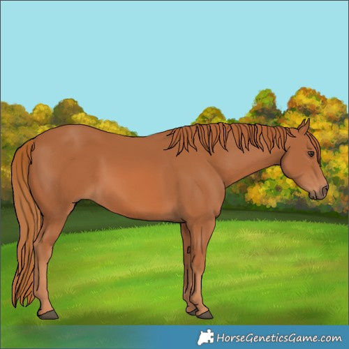 Horse Color:Chestnut Rabicano 