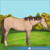 Horse Color:Amber Champagne 