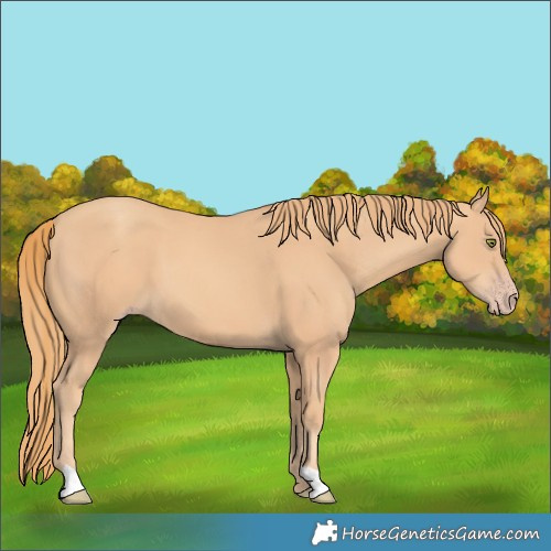 Horse Color:Gold Champagne 