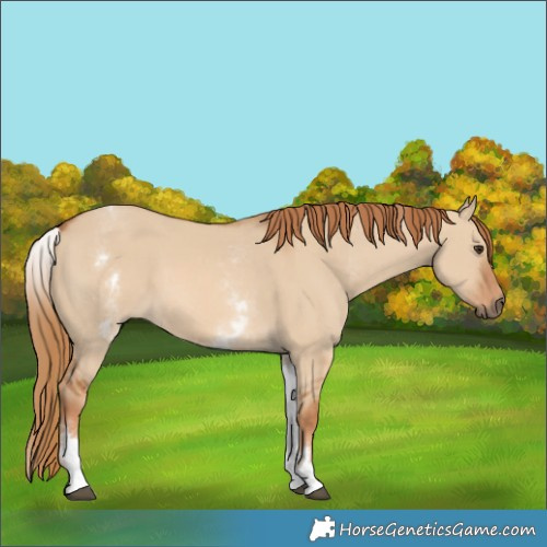 Horse Color:White Spotted Red Dun Rabicano  and White Spotted Red Dun Rabicano 
