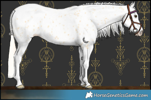 Horse Color:Palomino Splash Leopard 