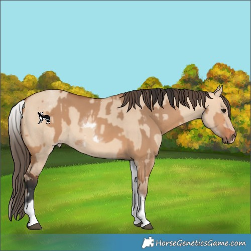 Horse Color:White Spotted Bay Dun Rabicano and White Spotted Amber Champagne Dun Rabicano