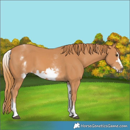Horse Color:Unknown 