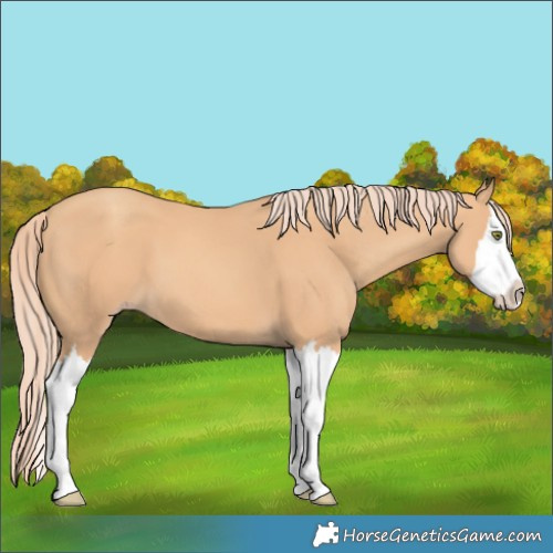 Horse Color:Unknown 