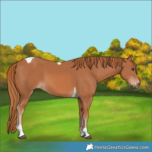 Horse Color:Chestnut Tobiano 