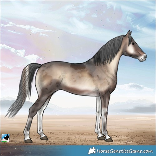 Horse Color:Brown Onyx Merle