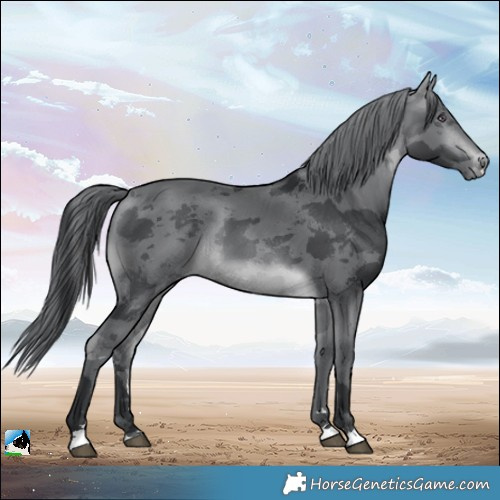 Horse Color:Brown Chinchilla Merle 