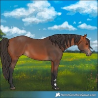 Horse Color:Bay 