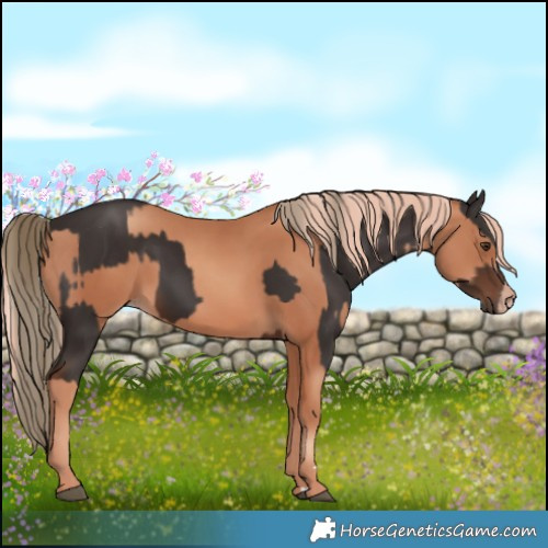 Horse Color:Liver Chestnut  and Gold Champagne 