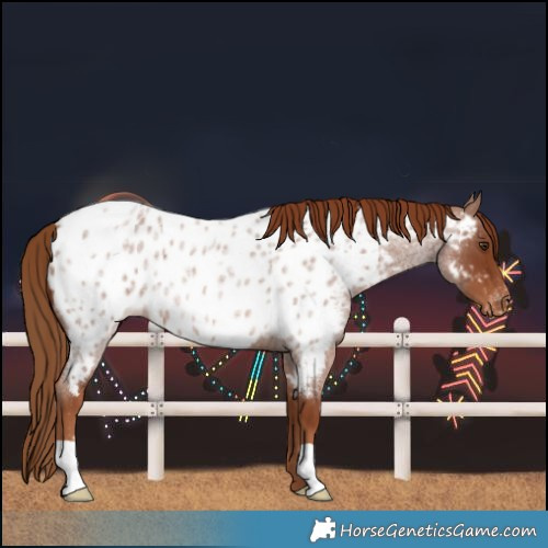 Horse Color:Red Roan Near Leopard 