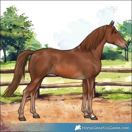 Horse Color:Chestnut Rabicano 