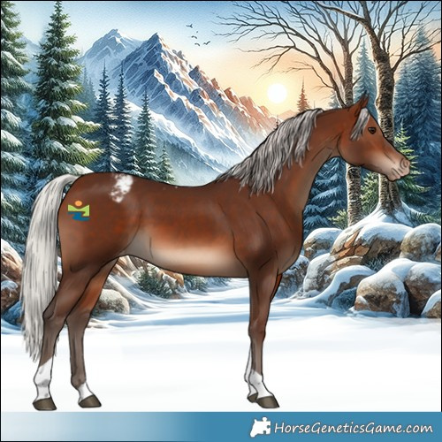 Horse Color:Silver Brown Tobiano Appaloosa