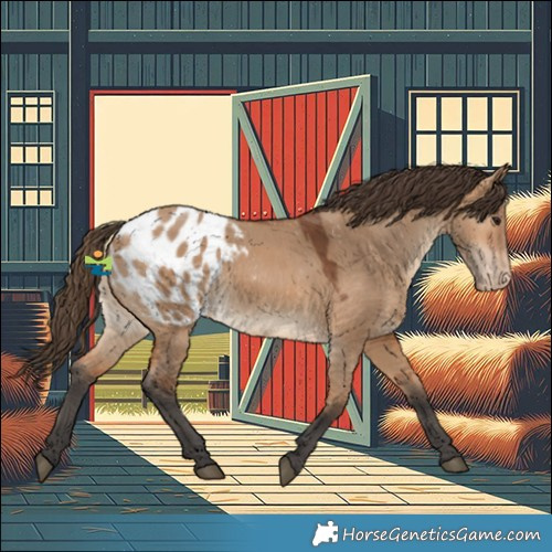 Horse Color:Bay Dun Blanket 