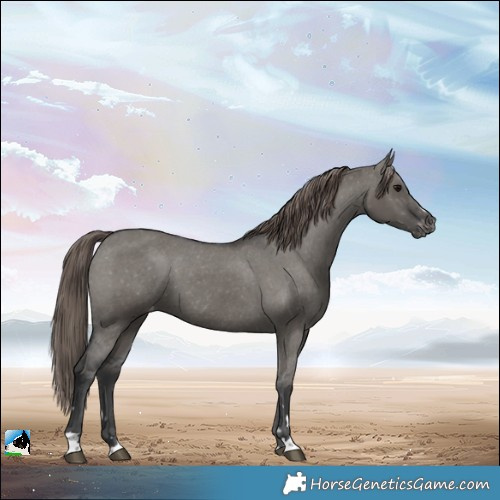 Horse Color:Grullo Varnish