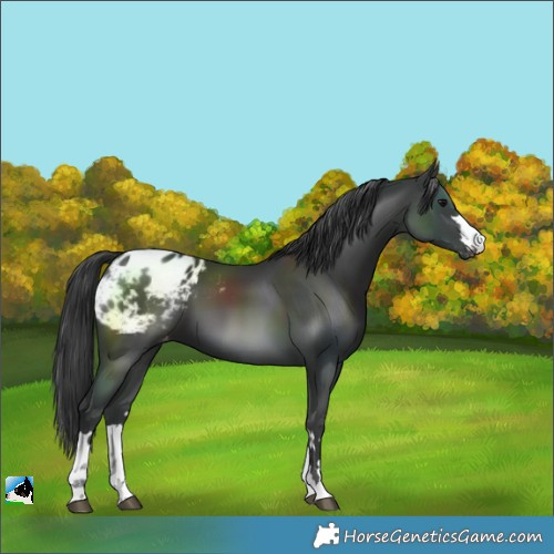 Horse Color:Black Blanket