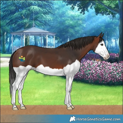 Horse Color:Brown Splash 