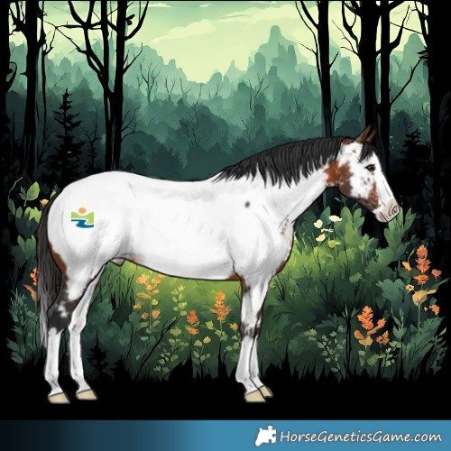Horse Color:Brown Splash Appaloosa 