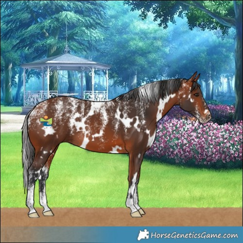 Horse Color:Powder White White Spotted Bay 
