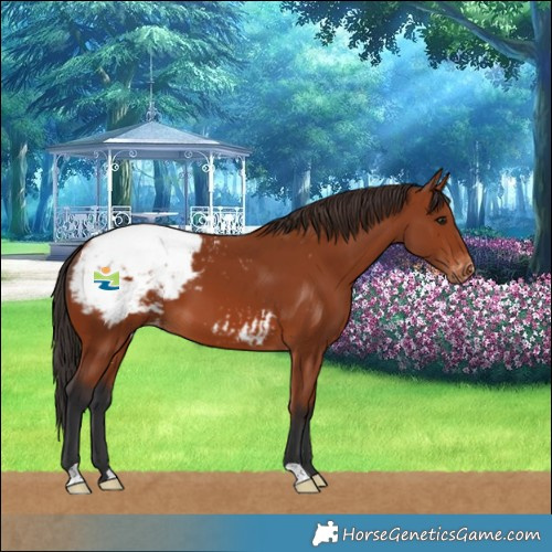 Horse Color:Bay Snowcap 