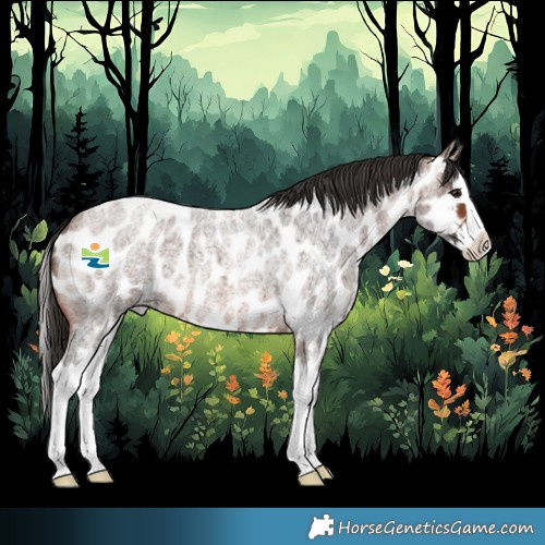 Horse Color:Brown Roan Splash Appaloosa 