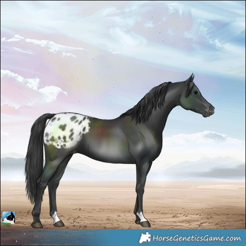 Horse Color:Black Blanket