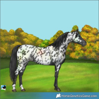 Horse Color:Black Near Leopard 