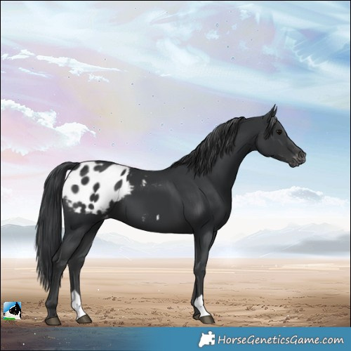Horse Color:Black Appaloosa