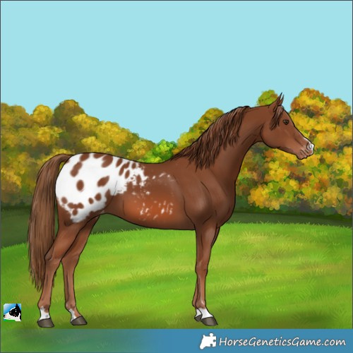 Horse Color:Chestnut Blanket 