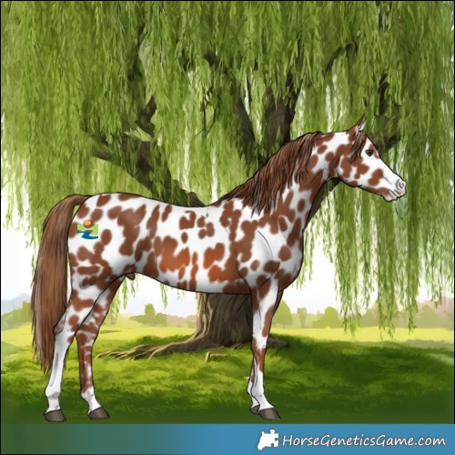 Horse Color:Chestnut Splash Tobiano Appaloosa 