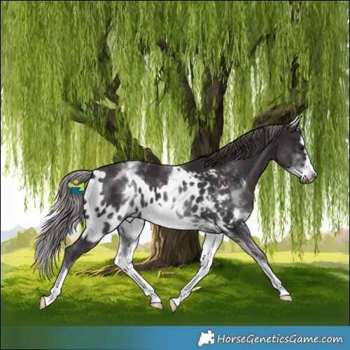 Horse Color:White Spotted Smoky Black Splash Frame Skewed Appaloosa 